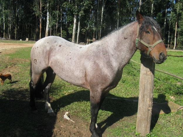 CRIOULO